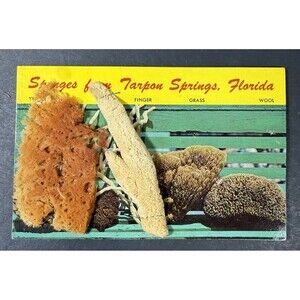 Sponges from Tarpon Springs Florida w/ Real Sponges Attached - Vintage Postcard